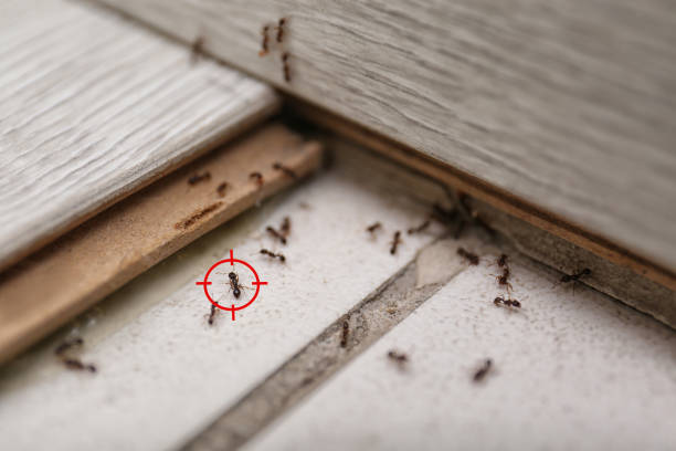 Best Affordable Pest Control Services  in Lindsay, TX