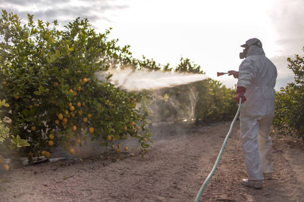 Best Pest Control Near Me  in Lindsay, TX