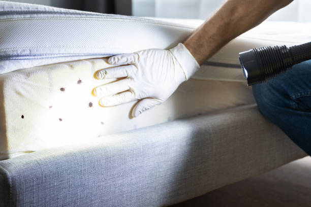 Best Wasp Removal Services  in Lindsay, TX