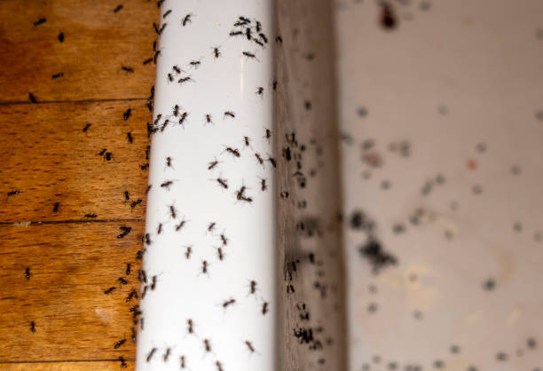 Best Wildlife Control Services  in Lindsay, TX