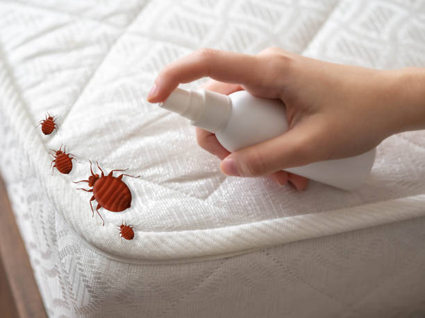 Best Termite Control Services  in Lindsay, TX