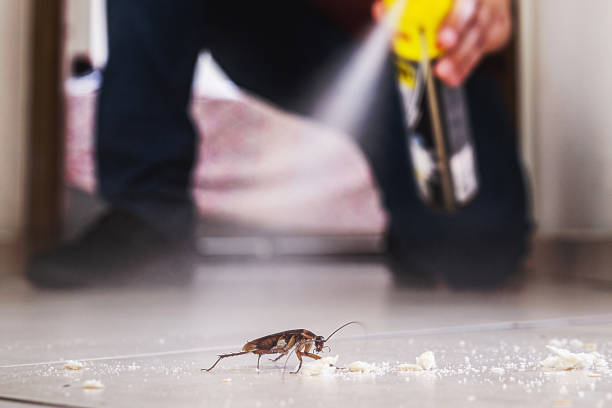 Best Mosquito Control Services  in Lindsay, TX